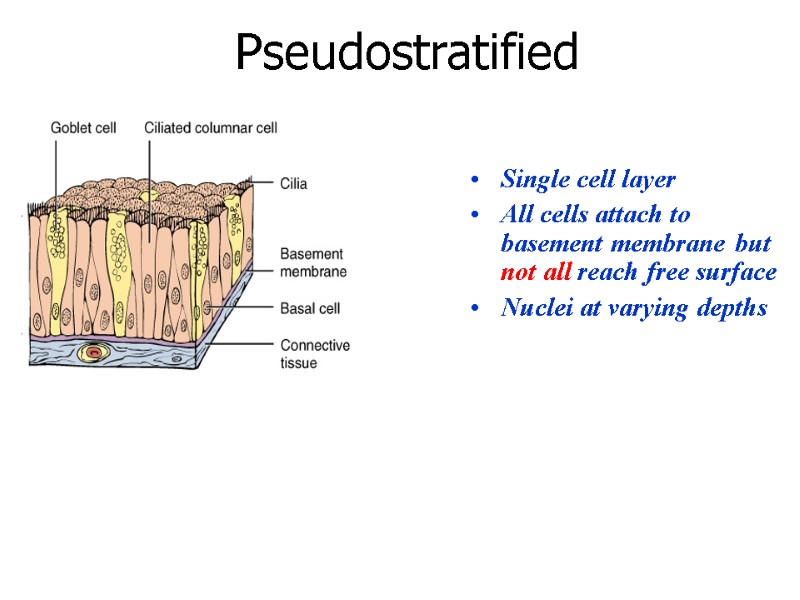 Pseudostratified Single cell layer  All cells attach to basement membrane but not all
